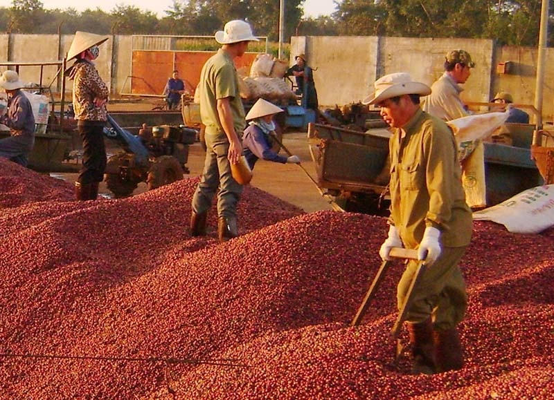 Xuất khẩu cà phê nhận được nhiều đơn hàng mới sang châu Âu.