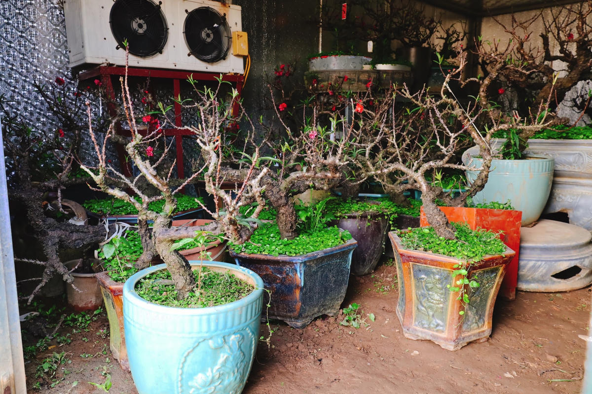 Trồng cỏ xung quanh gốc đào vừa để tạo thẩm mỹ, vừa giúp người trồng đào sớm phát hiện bệnh tật từ cây.