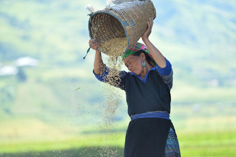 Người dân thu hoạch lúa tại xã La Pán Tẩn.