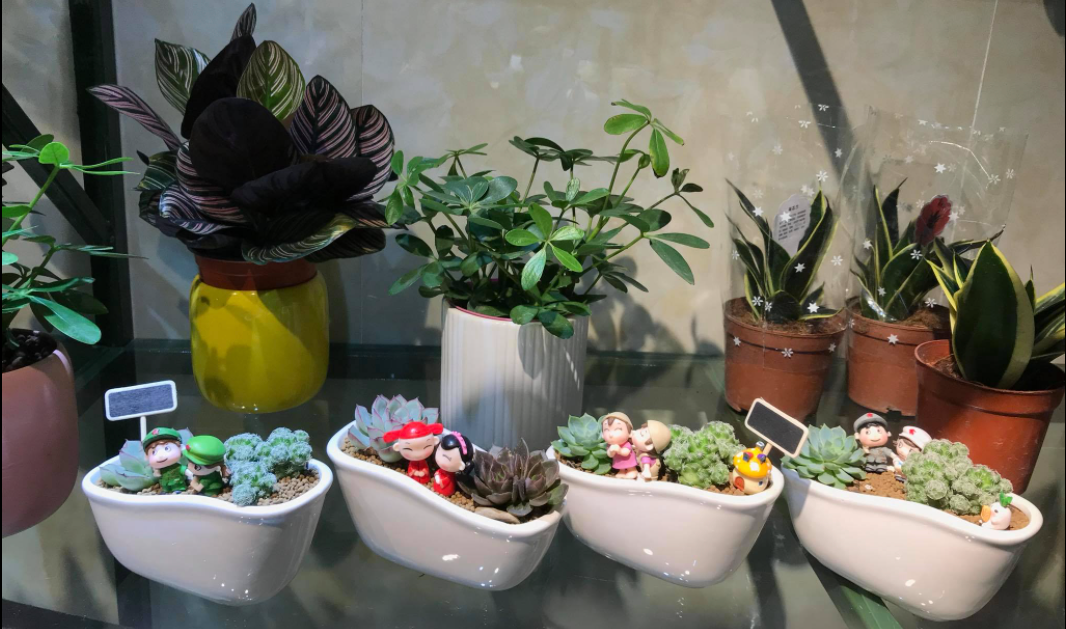 Những chậu cây nhỏ xinh sẽ được trồng theo nhu cầu của khách hàng. Nguồn: Lê Hà. 