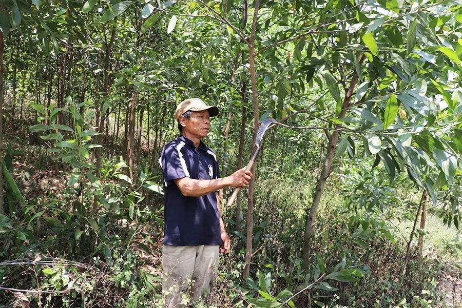 Đời sống của người dân làng Pốt, xã Song An, thị xã An Khê (Gia Lai ) ngày một đổi thay nhờ trồng rừng.   