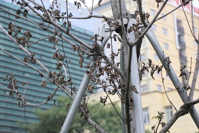 Một số thân cây trên phố Nguyễn Chí Thanh đã bị chết khô từ lâu.