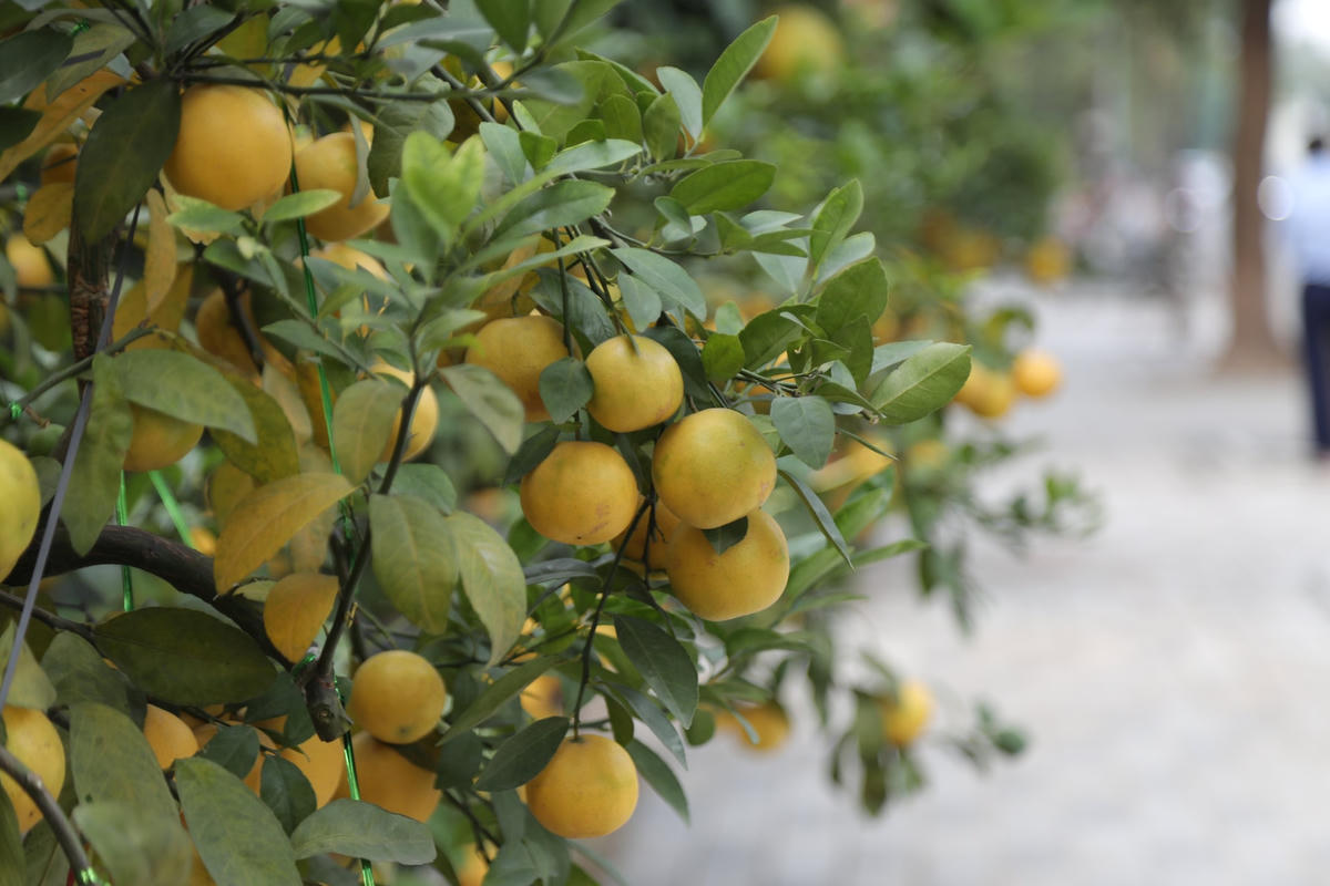 Ngoài bưởi cảnh, năm nay ông Thắng “trình làng” thêm mẫu chanh tứ quý. Với nhiều dáng cây đẹp, giá thành hợp lý, giao động từ 5-7 triệu/ cây. Chanh tứ quý cũng thu hút nhiều khách hàng đặt mua, nhiều khách hàng còn mạnh tay chi tiền đặt cọc sớm.