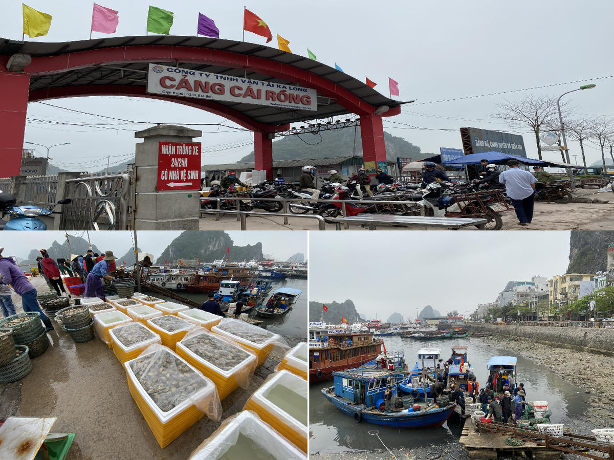 Cảng Cái Rồng là nơi tàu, thuyền khi thu hoạch nhuyễn thể tập trung về để cân hàng và trung chuyển đi tiêu thụ.