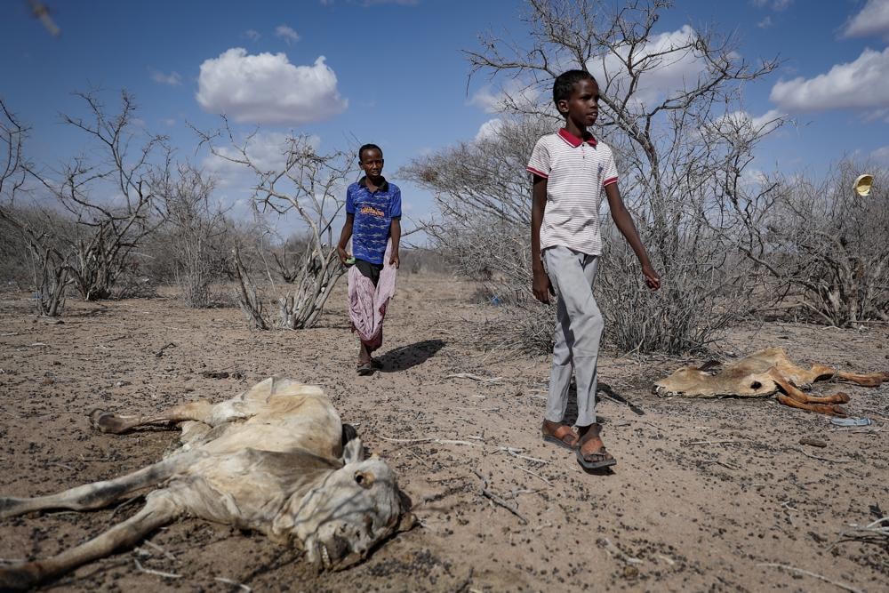 Xác động vật nằm la liệt trên sa mạc gần Dertu, hạt Wajir, Kenya. Ảnh: AP.