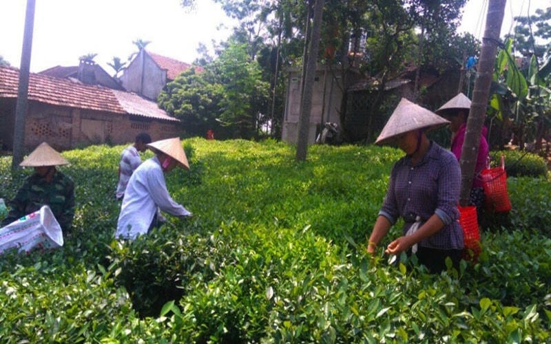 Phát triển cây chè giúp cải thiện đời sống người dân.