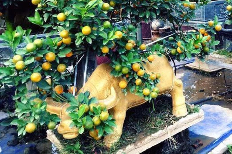 Một chậu quất trâu vàng tài lộc.