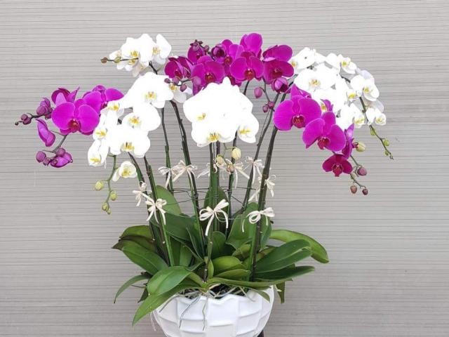 Lan hồ điệp hút khách