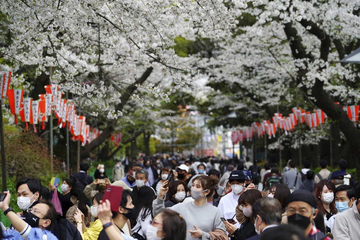 Người dân đeo khẩu trang ngắm hoa anh đào trong công viên ở Tokyo. Ảnh: AP.