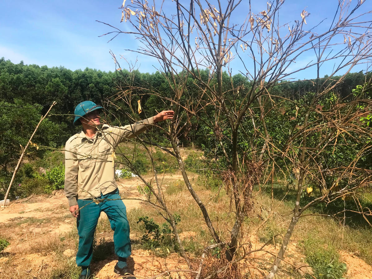 Một cây bưởi đã thu hoạch nhiều năm nhưng vẫn bị chết khô.