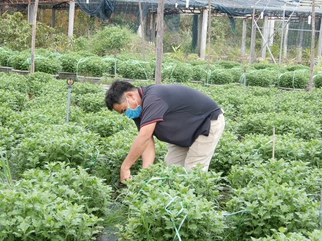 Các nhà vườn đang thấp thỏm khi Tết Nguyên đán không còn xa nữa.