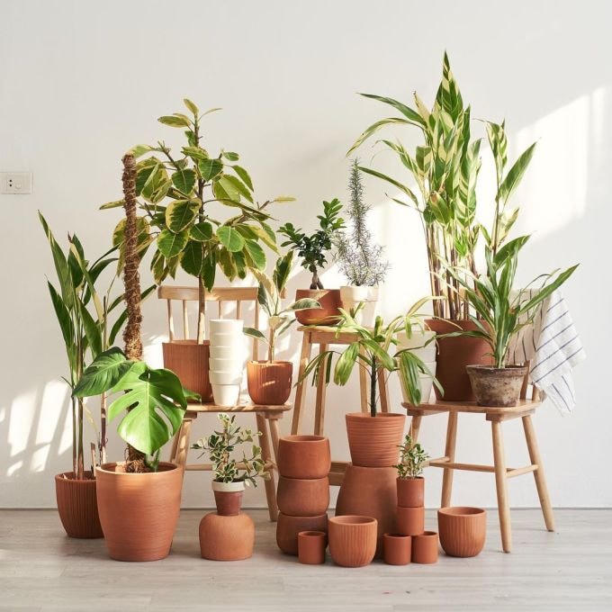 Muốn cây đem may mắn tới, gia chủ cần tạo điều kiện thích hợp cho cây phát triển. Ảnh: Khu rừng của Tuấn.