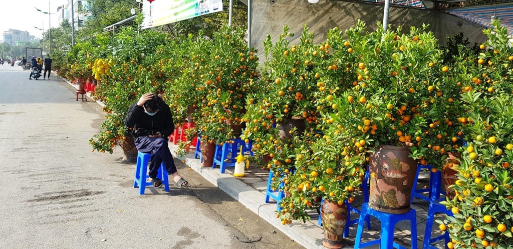 Tuy nhiên, do ảnh hưởng của dịch Covid-19, các hàng hoa, cây cảnh thưa thớt hoặc vắng bóng người mua.