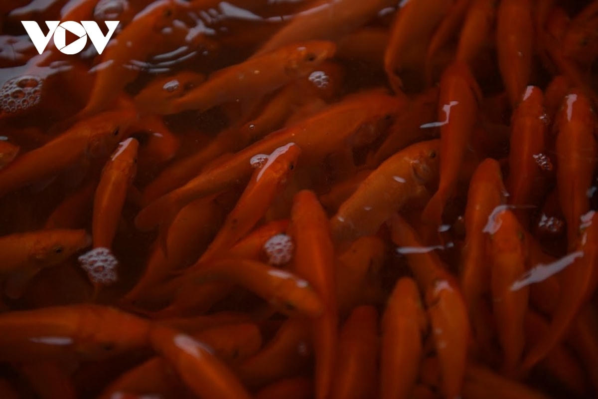 Phần lớn các thương lái đã vận chuyển đi xa từ ngày 19, 20 âm lịch. Còn lại số ít hộ đến thời điểm này vẫn còn nhưng số lượng không nhiều.  