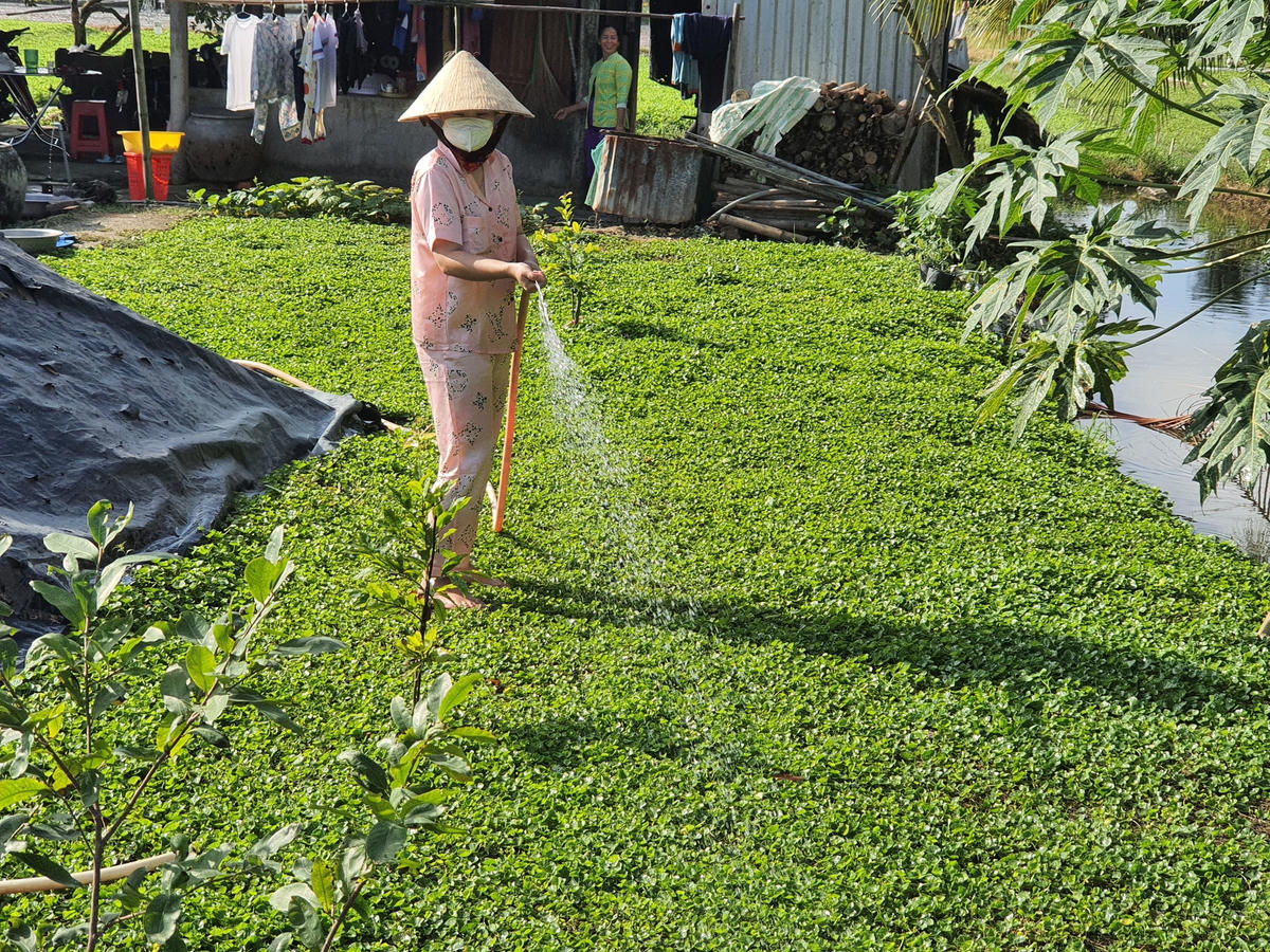 Nhiều hộ nông dân ở xã Vĩnh Thanh đang phát triển mô hình trồng rau má trên diện tích đất vườn tạp cải tạo và tận dụng đất trống xung quanh nhà bởi mô hình này mang lại nguồn thu nhập cao.