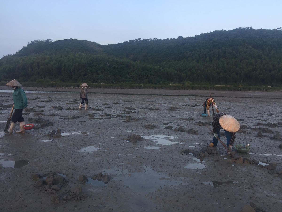 Người dân thuộc xã Minh Châu bới “cát, tìm vàng” mỗi khi thủy triều rút.
