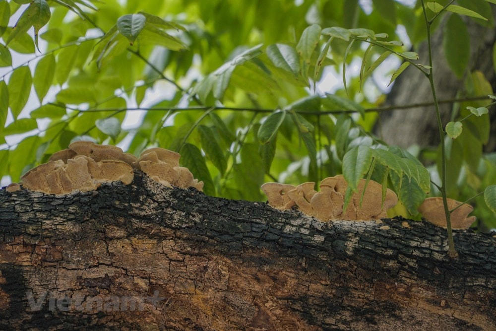 (Ảnh: Minh Hiếu/Vietnam+).