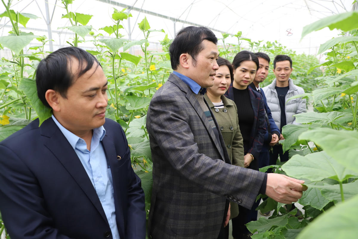 Lãnh đạo huyện thăm mô hình ứng dụng công nghệ cao trong sản xuất nông nghiệp tại xã Hòa Bình.