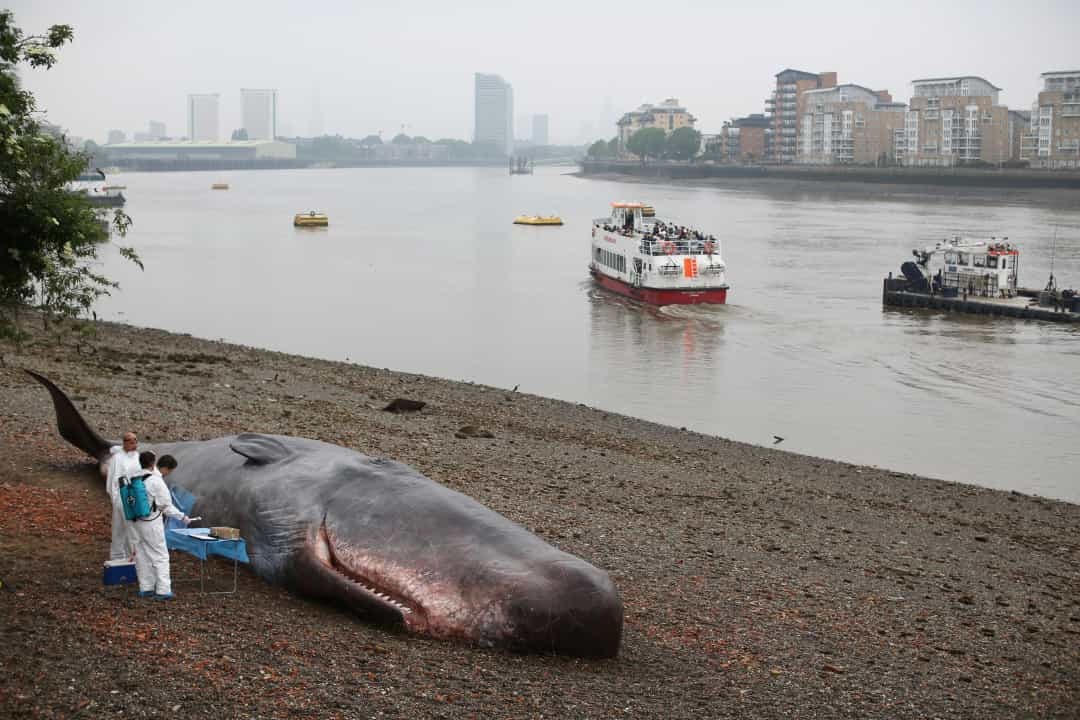 Một công trình xây dựng cá voi biển đã tấn công bờ sông Thames vào năm 2013. Nó được đặt ở đó để nâng cao nhận thức về lịch sử săn bắt cá voi của London.  