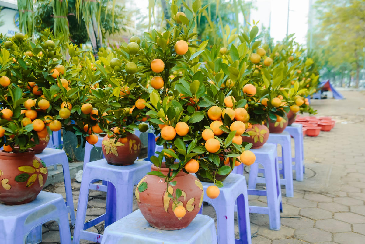 Ngoài những cây quất to có giá trị lớn thì những chậu quất mini sai trĩu quả cũng thu hút được lượng lớn người dân đến mua hàng.