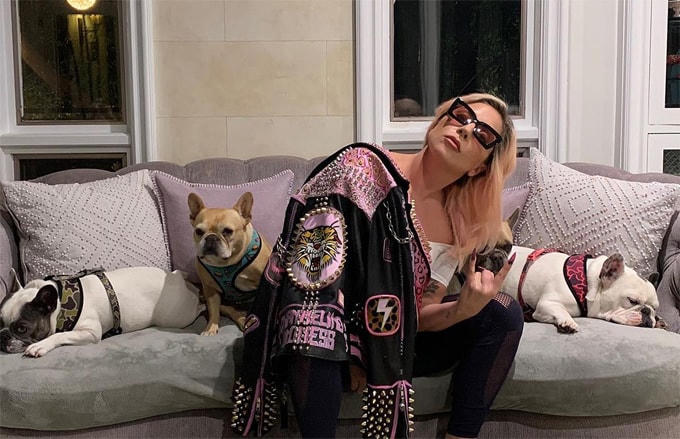 Lady Gaga từng đăng nhiều hình ảnh ba chú chó bull giống Pháp trên Instagram và thi thoảng bế chúng đi chơi cùng.