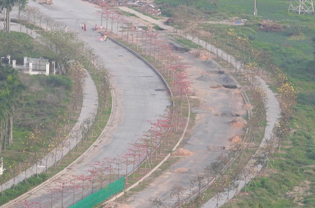Hàng cây hoa gạo trên con đường này mới được trồng cách đây vài năm, cây gạo có chiều cao từ 4 đến 5m.  