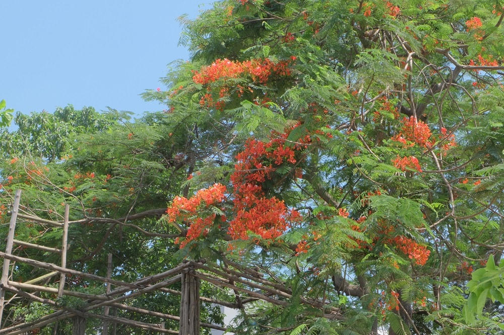 Hà Nội rực rỡ sắc hoa mùa hạ