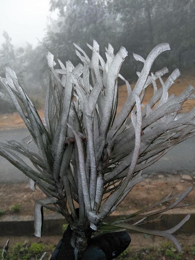 Sa Pa 'đông cứng' trong băng tuyết, đỉnh Khau Phạ cũng 'hóa đá'