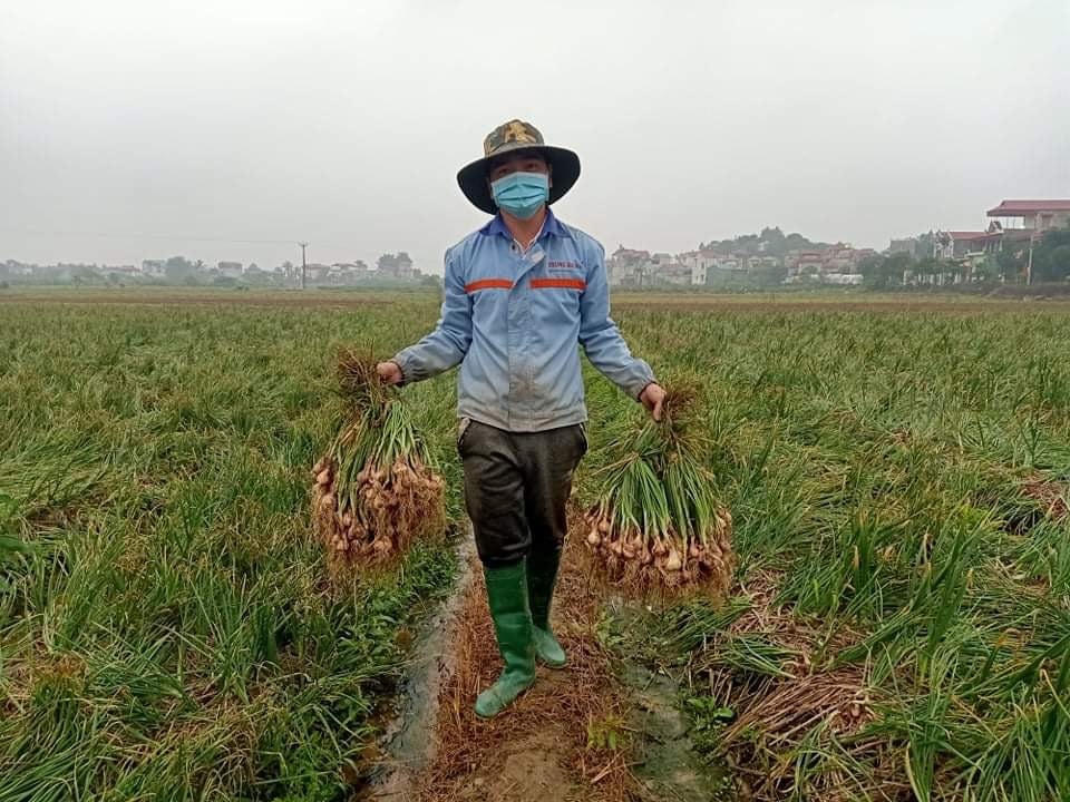 Một số hình ảnh người nông dân Hải Dương chán nản vì vụ hành, tỏi năm nay vừa mất mùa, vừa mất giá.