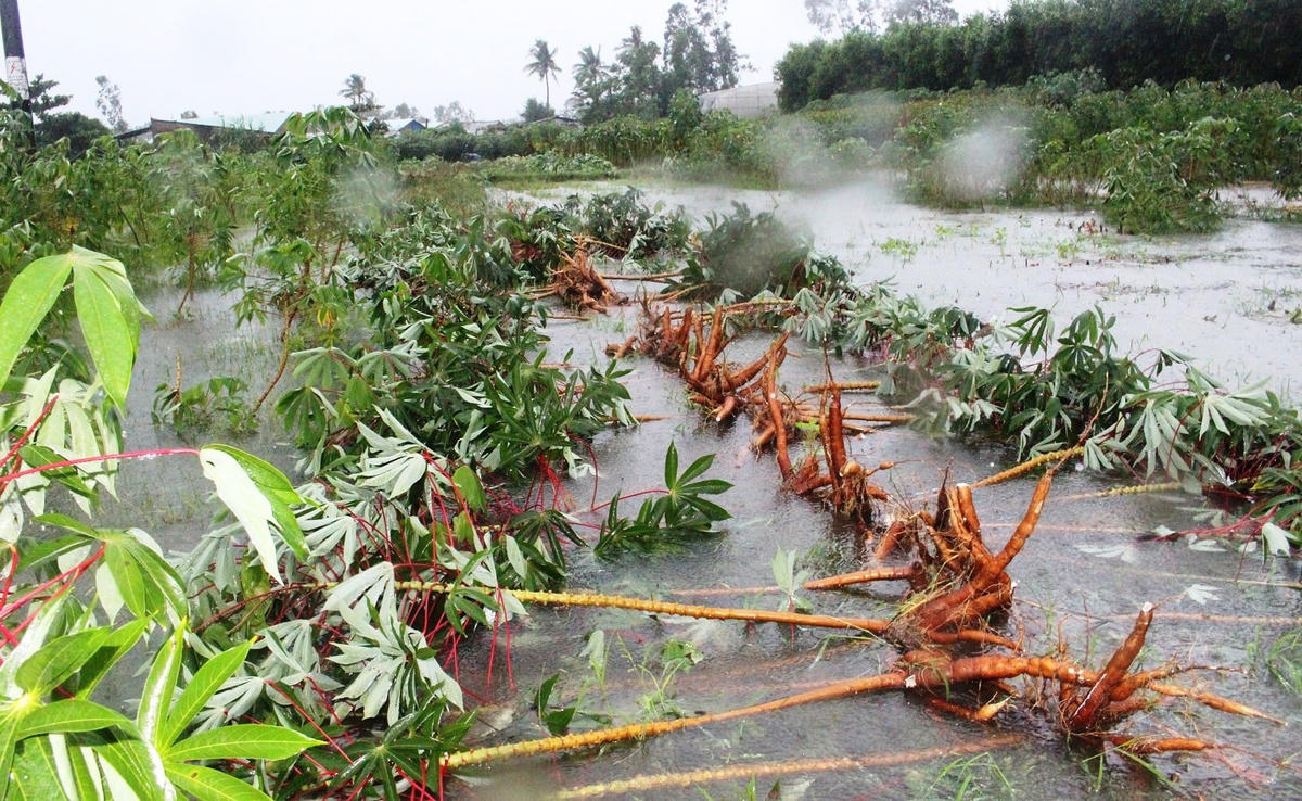 Thu hoạch sắn bị ngập nước ở xã Tam An.