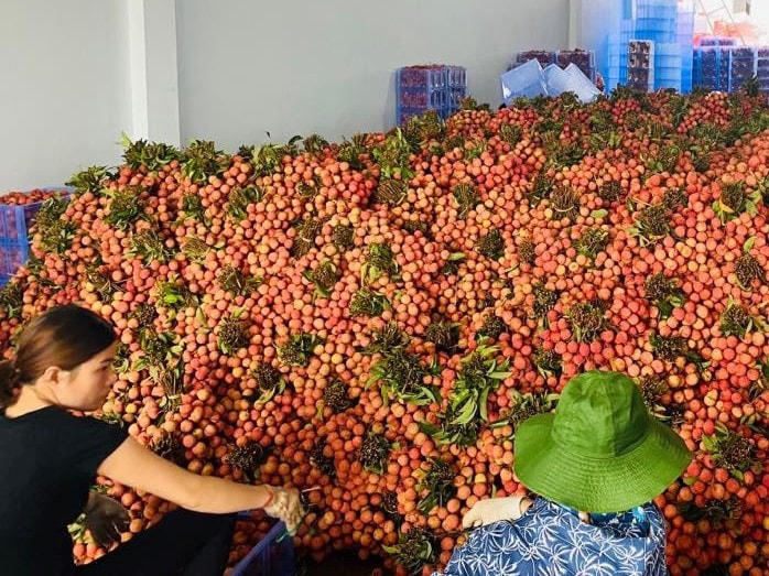Vải thiều Hải Dương đã sẵn sàng cho một mùa tiêu thụ hứa hẹn hiệu quả cao.