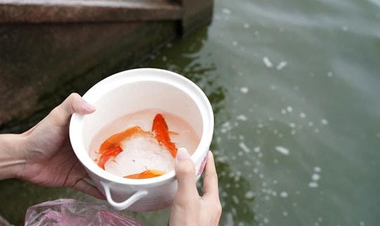 Thả cá chép ngày ông Công ông Táo đúng cách