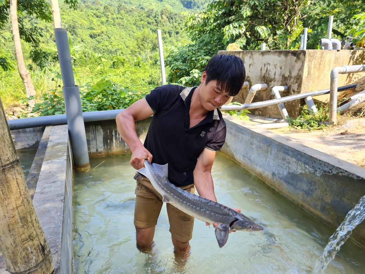 Nhiều hộ nuôi cá tầm trong nước phải bỏ hồ vì không cạnh tranh được với cá Tầm Trung Quốc.