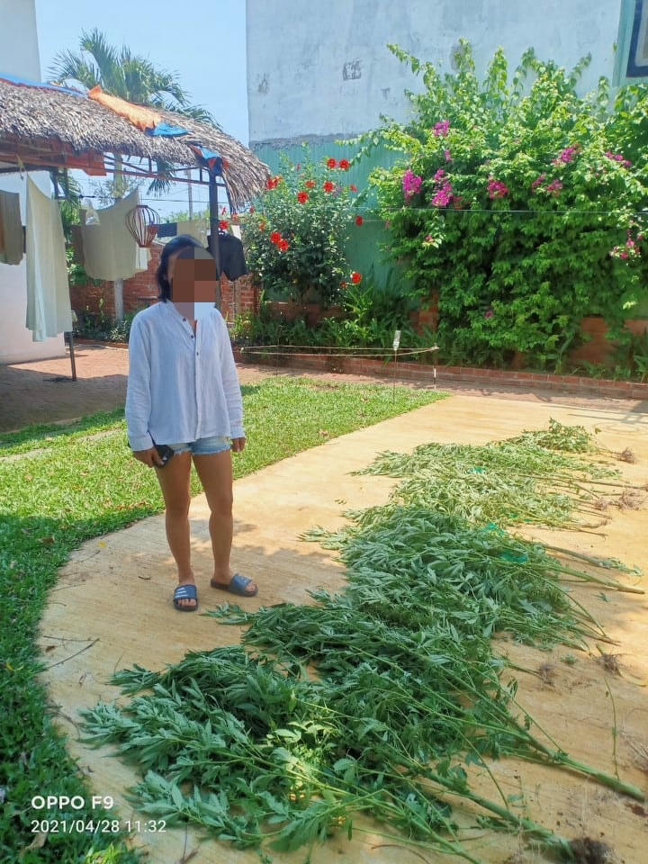 Số cây cần sa bà V. trồng trong khuôn viên nhà mình. (Ảnh CA cung cấp).