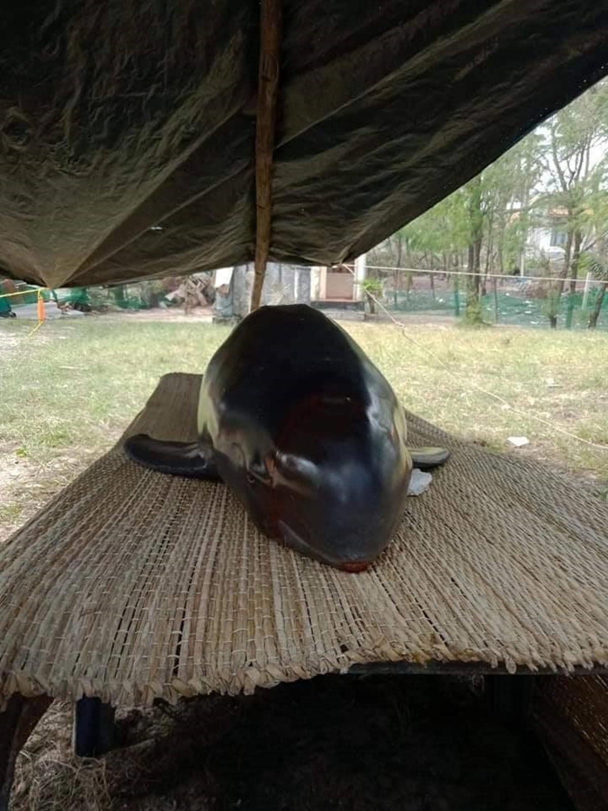 Cá Ông lụy bờ ở bãi biển Tam Tiến.