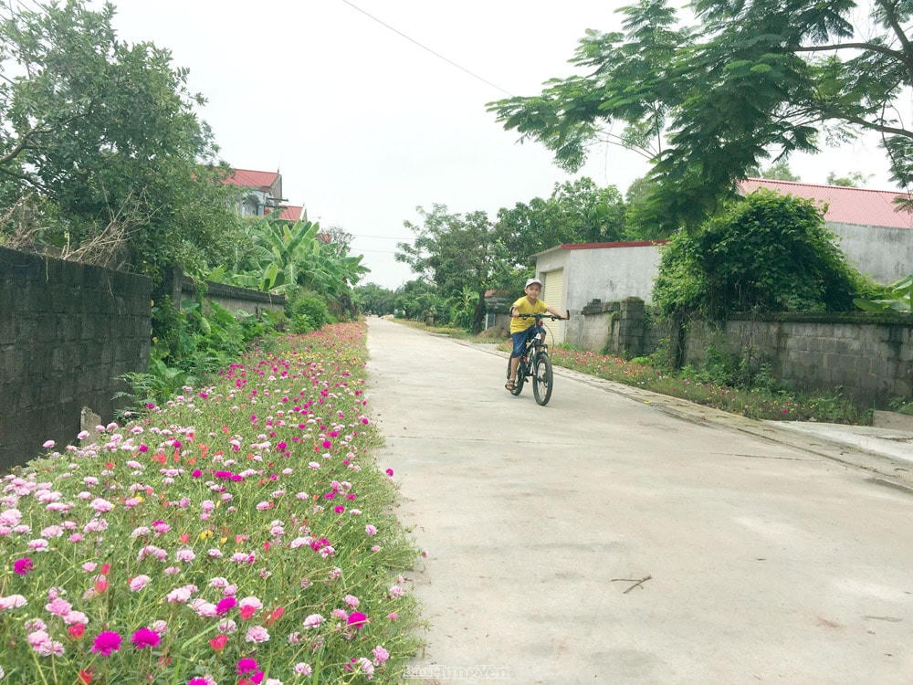 Đường hoa nông thôn mới ở huyện Kim Động, tỉnh Hưng Yên.