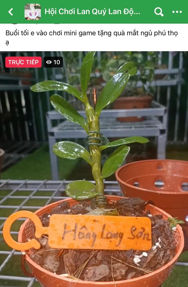 Livestream đấu giá lan đột biến trên mạng xã hội. (Ảnh: Hoàng Dung).
