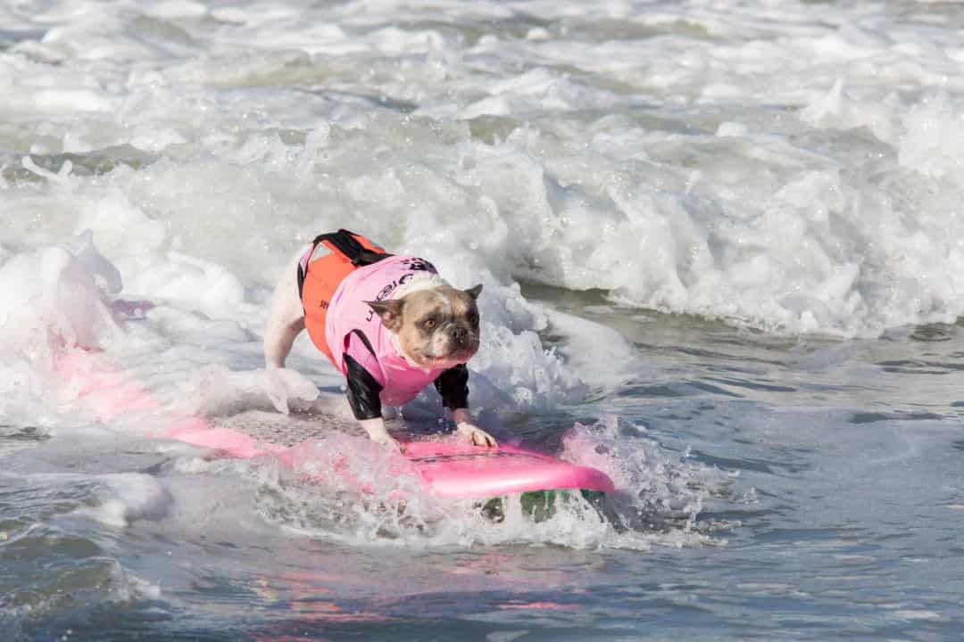 [ẢNH] Lạ lùng chó thi... lướt sóng