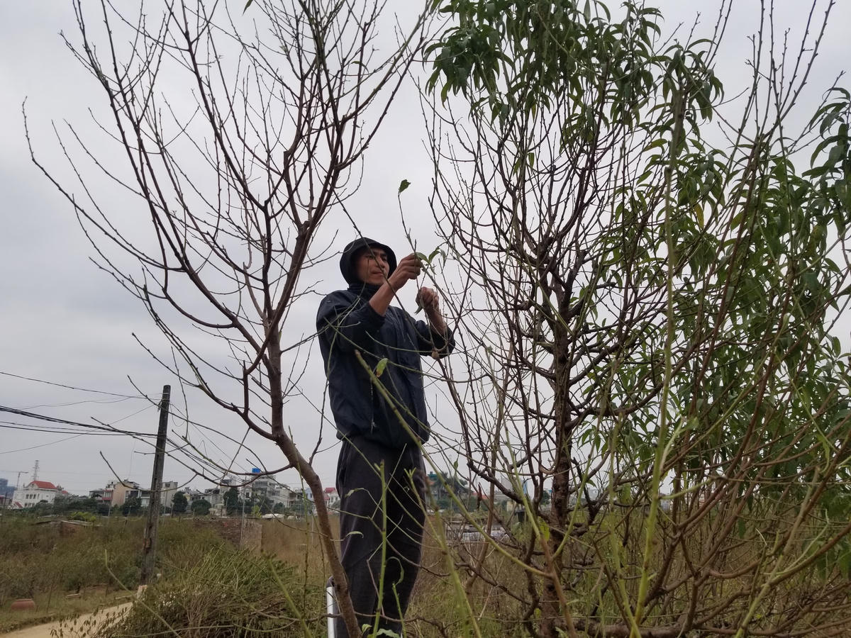 Tình hình dịch Covid-19 cũng làm cho người trồng đào thêm phần lo lắng