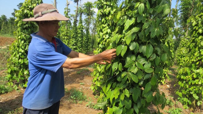 Tiêu được giá nông dân đầu tư chăm sóc vườn tiêu, tại huyện Tây Hòa.  