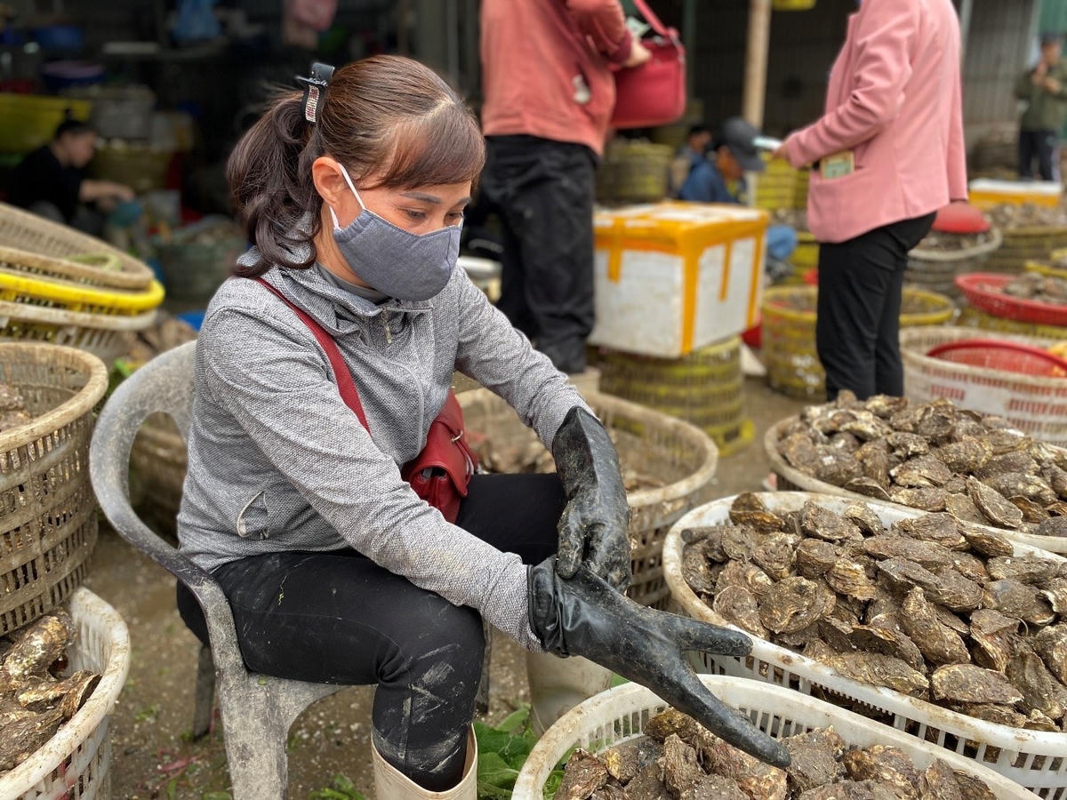 Quảng Ninh: Tìm đầu ra cho nhuyễn thể Vân Đồn