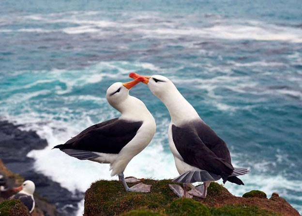 Hải âu Albatrosses.