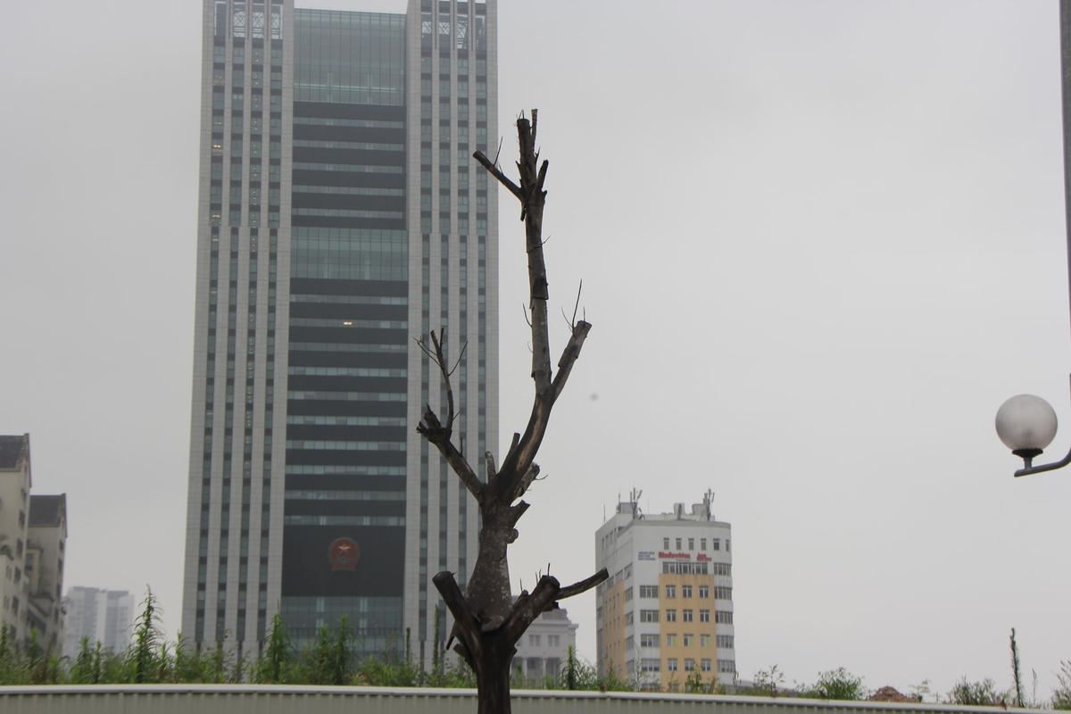 Hà Nội: Xót xa hàng chục cây xanh chết khô trên đường Trương Công Giai