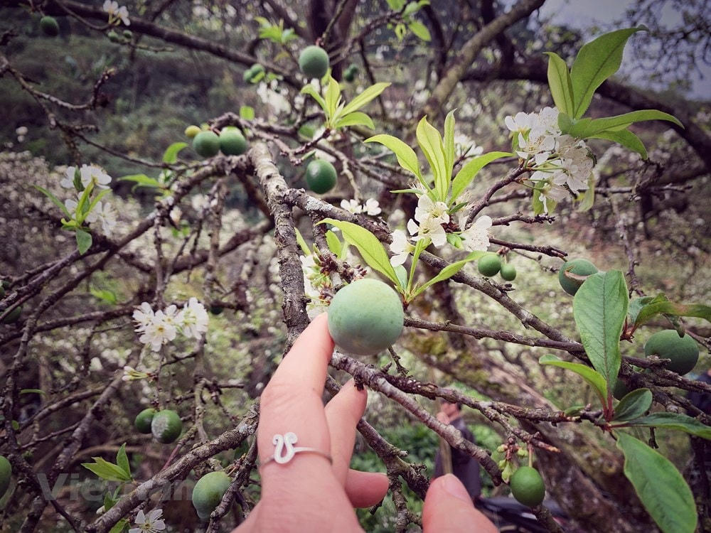 Những trái mận đầu mùa. (Ảnh: Xuân Mai/Vietnam+).