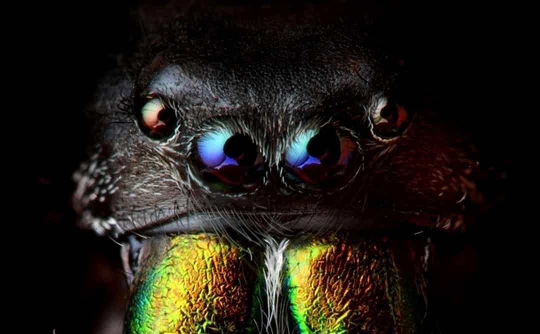 Bốn cặp mắt mang đến cho loài nhện nhanh nhẹn này một biểu hiện khá đáng sợ.  