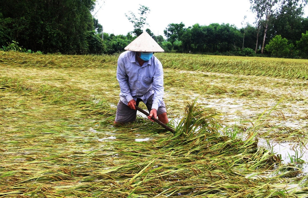 Ông Đắc đang đỡ các sào lúa bị ngã đổ ngập nước.