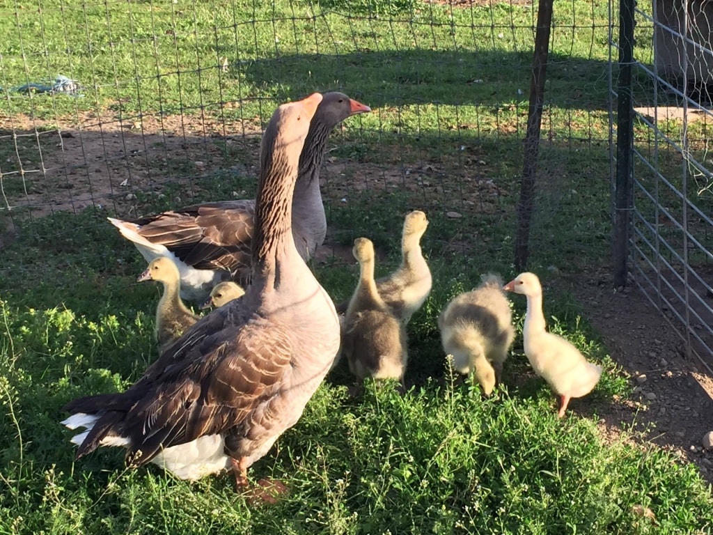 Nuôi ngỗng làm giàu