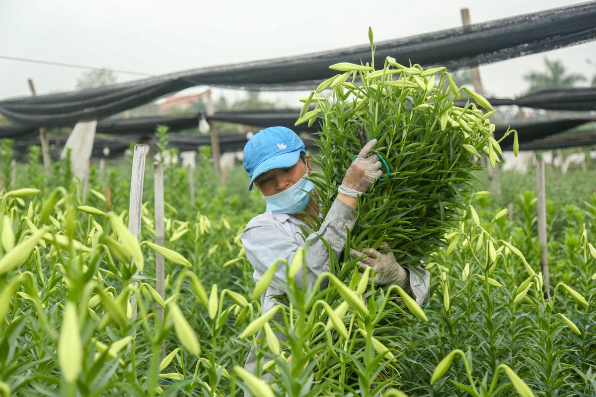 Một người dân đang thu hoạch hoa loa kèn. Ảnh: L.A.