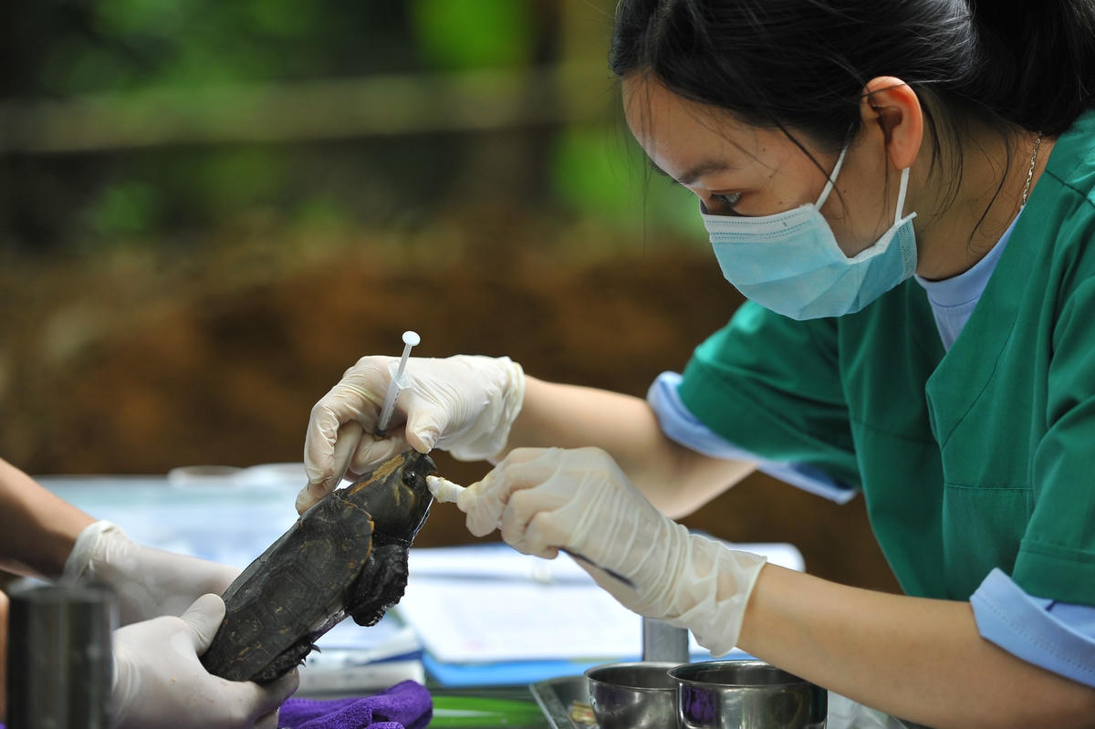 Chăm sóc sức khỏe cho một chú rùa.