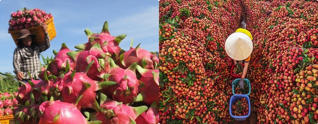 Thanh long và vải là một trong những loại trái cây được người tiêu dùng châu Âu coi là đặc sản.